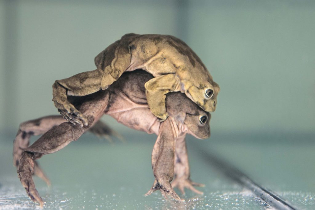 rodzice najbrzydszej żaby świata